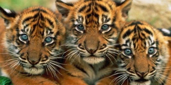 Salvate le ultime tigri! Appello di Avaaz.org
