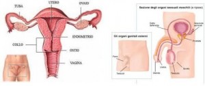 Tumori: “più attenzione alla tutela della fertilità negli under 40 il fertility day può aiutare a sensibilizzare i cittadini”