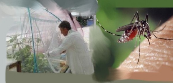 Salute: da Enea nuovo metodo biotecnologico contro la zanzara tigre