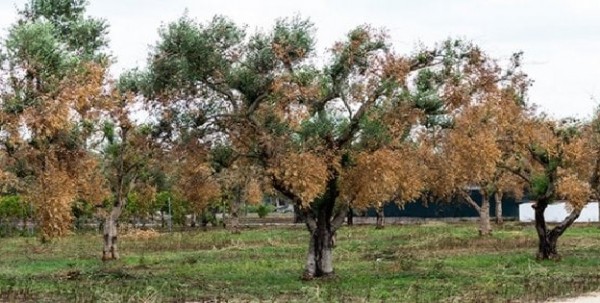 Xylella: Stefàno (Pd), “Insieme ai colleghi della camera per riempire un decreto vuoto”