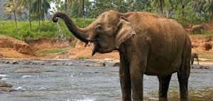 La proteina che protegge dal cancro gli elefanti potrebbe salvare l&#039;uomo? Una chimera...