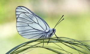 La farfalla bianca venata di nero si considerava estinta dal 1925. E invece è tornata a volare