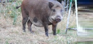 78enne di Lavagna ferito mortalmente all&#039;arteria femorale da un cinghiale