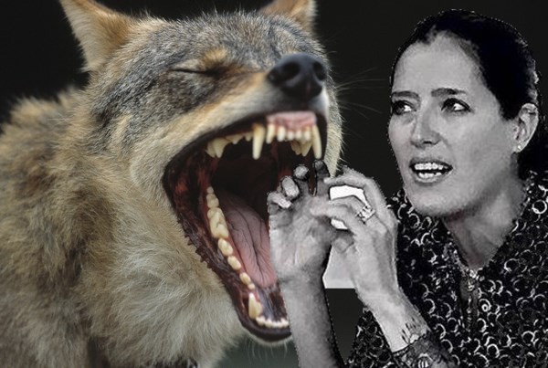 Rai1 Intesa Vincente, il lupo, il crepi, e la «bufala ecologista»
