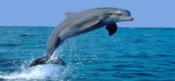 Due misure concrete per salvare subito cetacei e delfini del Golfo di Taranto