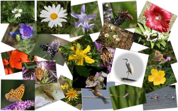 Biodiversità ora c’è monitoraggio, manuali per specie e habitat