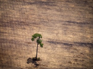 In Amazzonia è ricominciata la deforestazione