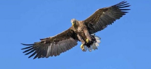 Aquila attacca una bambina e tenta di portarla via