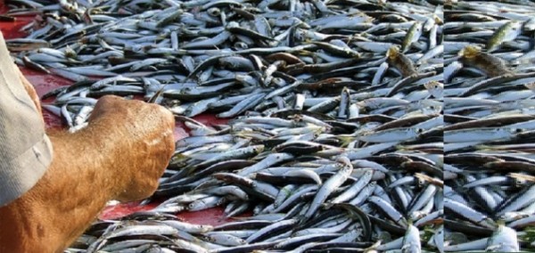 D’Amato (M5S): con il 2020 dall’Unione Europea nuovo colpo alla pesca italiana