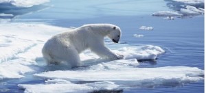 Artico, raggiunto storico accordo internazionale di protezione dalla pesca