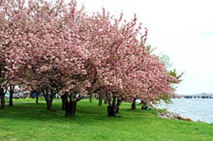 La Cuenca Tidal de Washington con los cerezos en flor.