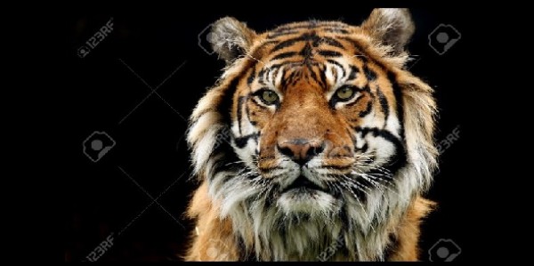 Il ritorno della tigre, storica firma in Kazakistan