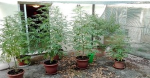 Arrestato piacentino col pollice verde, coltivava marijuana nell&#039;abitazione