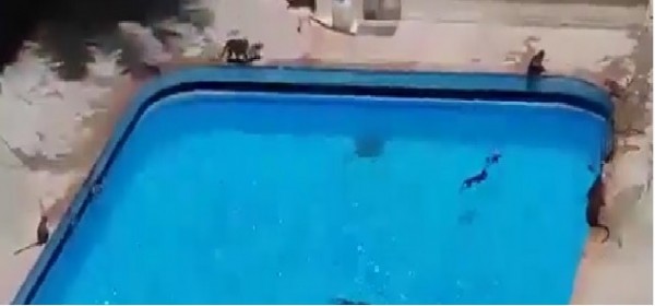 La natura prende il sopravvento, scimmie invadono piscina Hotel