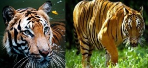 Allo Zoo del Bronx di New York diversi grandi felini positivi al Covid-19