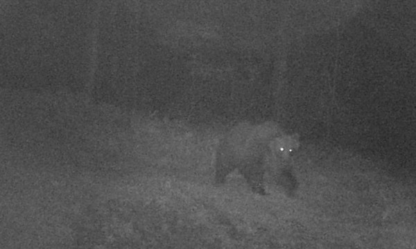 Catturato l&#039;orso M49, era evaso a fine luglio