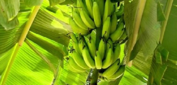 Dal banano non solo il frutto, ma anche vestiti