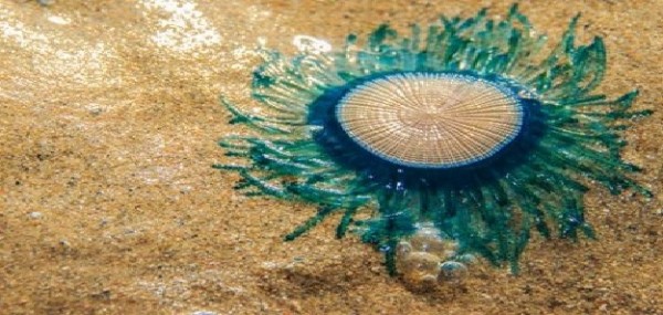 Nel Canale d&#039;Otranto avvistato un raro esemplare di Porpita porpita