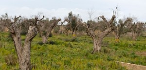 Xylella: Stefàno (Pd) a Centinaio, &quot;Quando arriva il piano di contrasto?&quot;