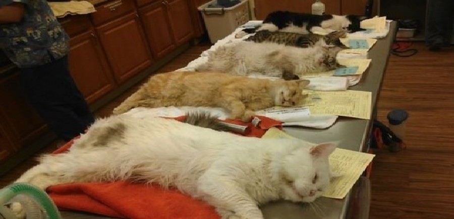Da Sciacca Un Secco No Alla Sterilizzazione Seriale Dei Cani E Gatti