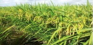 Piante: il momento giusto per sbocciare, e per crescere