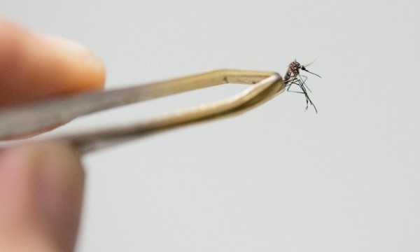 L&#039;Honduras userà zanzare modificate in laboratorio contro la dengue