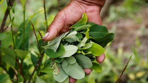 Colombia: la marcia dei cocaleros per chiedere garanzie