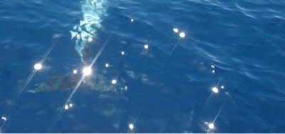Diario di una pellegrina di mare e l&#039;avvistamento dei delfini a Taranto