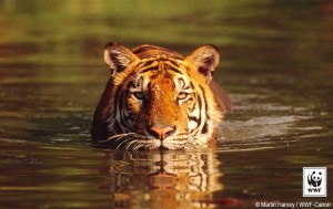 World tiger day: WWF chiede di chiudere le “tiger farms”