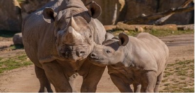 Oggi è il rinoceronte day. Ma l’anno prossimo potrebbe essersi estinto, l’allarme del Wwf