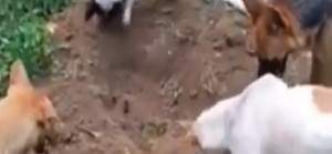 Il video del commovente gesto dei cani che si aiutano a seppellire l&#039;amico a quattrozampe