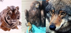 lotta al bracconaggio  partita la campagna del WWF per salvare gli «animali in trappola»