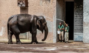 Caldo africano, zoo bioparco di Roma