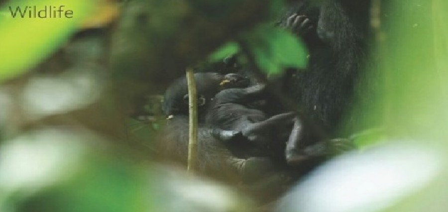 Animali: fiocco azzurro a Dzanga Sangha, nato un piccolo di gorilla nella riserva del WWF