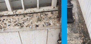 Grottaglie (Taranto) - Escrementi di piccione nel centro storico, Art1Mpd interroga il sindaco