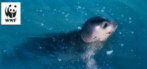 Cucciolo di foca monaca avvistato nel Salento
