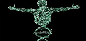 Genomica animale: uomo, cane e bovino condividono molti geni che regolano la statura