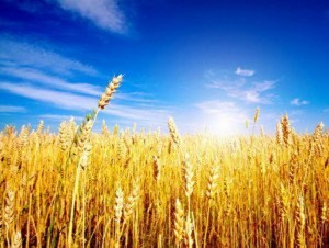 Deflazione nei campi, calano i prezzi del grano e del latte