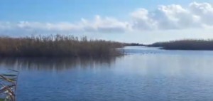 Specie aliene invasive. Fenomeno eccezionale nel Salento