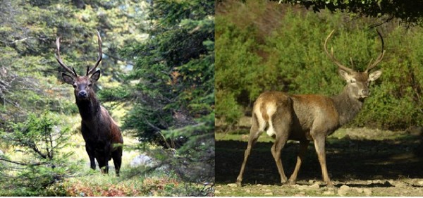 Domenica 20 maggio torna la giornata delle oasi WWF