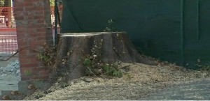 Reggio Emilia - Rigenerazione urbana - Precisazioni in merito all’abbattimento dell’albero in via Guasco