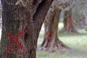 Xylella: Stefàno, «Ricalibrare sottomisura 5.2 del PSR dopo decisione Ue»