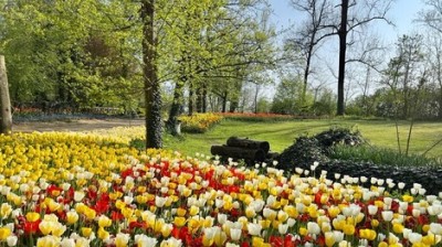 Tulipanes y narcisos para recibir la primavera en Turín