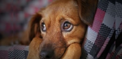 I cani come i bimbi umani fanno gli occhi languidi per intenerire