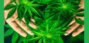 Cassazione sezioni unite: non è reato la coltivazione domestica di minime quantità di cannabis