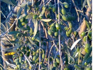 Olivicoltura, Toscana potenzia controlli su filiera produzione extravergine