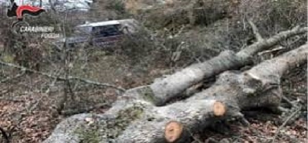 Ambiente: WWF, «grave scempio nel Parco del Gargano, abbattute 400 querce»