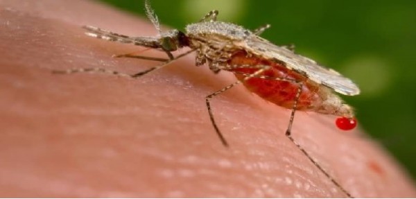 Malaria, “Priva di fondamento la responsabilità dei migranti”
