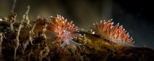 Natura in Europa, Report WWF, «ancora troppa tutela sulla carta»
