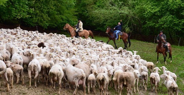 Su per terra: storie di pastori, migrazioni e transumanze dall&#039;Appennino al mare